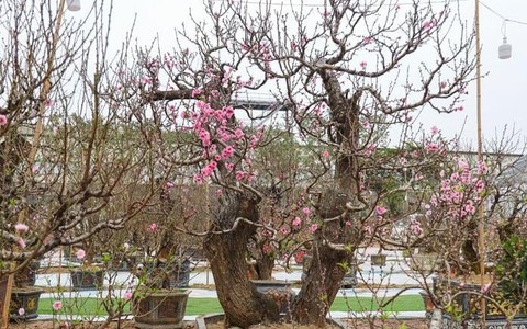 Đào rừng Sơn La cổ thụ đua nhau khoe dáng ở Hà Nội, giá trăm triệu đồng/cây