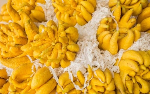 Loại quả "cát tường" người Việt hay trưng dịp Tết, là “thuốc quý” lại chẳng ai hay