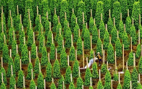 Đức liên tục chốt đơn một sản vật siêu đắt đỏ: Việt Nam xuất khẩu bằng cả thế giới cộng lại, thu về hàng tỷ USD nhờ giá tăng sốc
