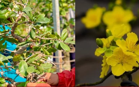 Tuyệt chiêu nhặt lá mai để hoa nở bung đẹp nhất