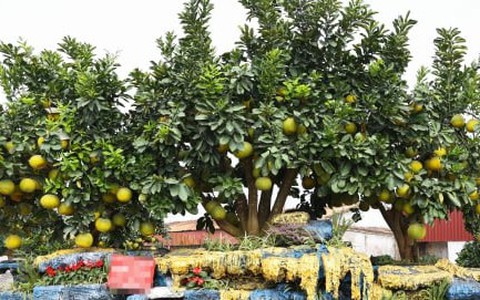 Mãn nhãn ngắm bưởi 'phi thuyền' giá trăm triệu đồng chơi Tết Ất Tỵ