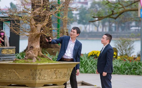 Những gốc hoàng mai có giá bạc tỷ ở cố đô Huế