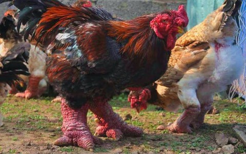 Gà Đông Tảo có gì đặc biệt mà có giá tiền triệu?