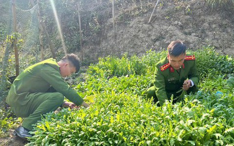 Trồng gần 2.800 cây thuốc phiện để làm rau ăn hàng ngày