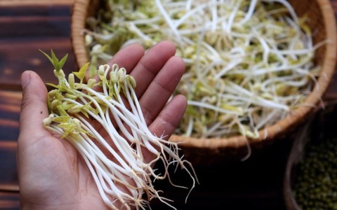 Phân biệt giá đỗ sạch và giá đỗ 'ngậm' hóa chất