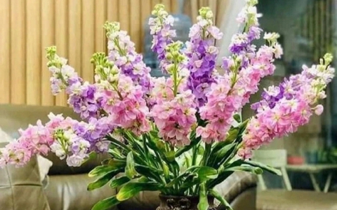 Loại hoa đẹp nhưng có độc mà nhiều người thích cắm trong nhà
