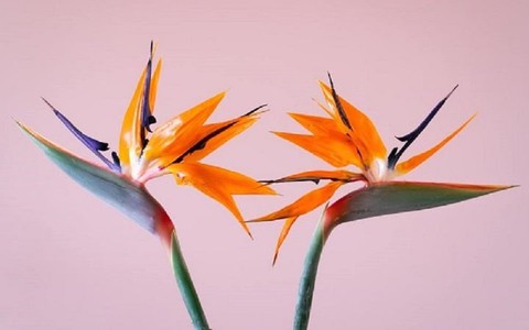 Vì sao hoa thiên điểu đẹp nhưng không nên cắm trong nhà?