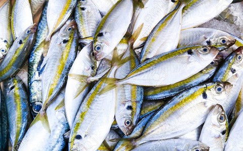 Cách nhận biết cá biển ướp urê