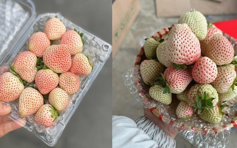 Loại quả từng có giá triệu đồng/kg nay bán rẻ bèo trên 'chợ mạng'