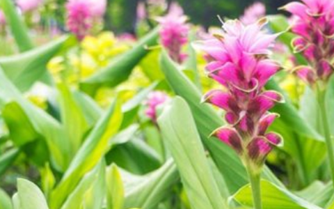 Loại củ ‘đẻ ra vàng’ Việt Nam có rất nhiều nhưng lại là hàng hiếm có khó tìm của thế giới: Thu hơn 12 triệu USD từ đầu năm, chỉ có dưới 10 quốc gia sở hữu
