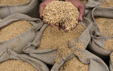 Gạo Việt bất ngờ lên cơn sốt tại một quốc gia châu Á: Được ưa chuộng hơn hàng nội địa, người bán giới hạn mỗi người chỉ được mua 1 bao