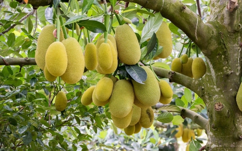 Loại quả thơm phức được ví như "kho chứa sắt" lại bổ tim, chợ Việt có cực nhiều