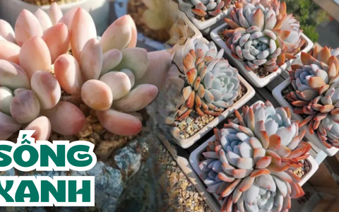 Hoa đá luôn là "trend" nhưng chơi sao cho đúng phong thủy: 2 sai lầm cần tránh