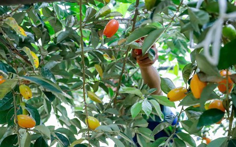 Thủ phủ nhót lớn nhất Hà Nội tất bật vào vụ