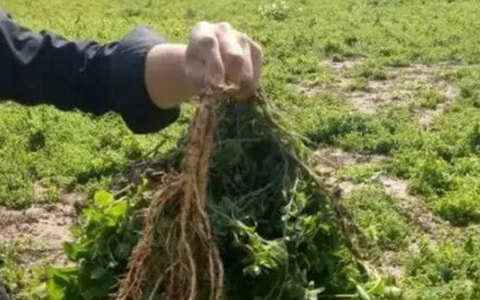 Loại cây dại xưa là thức ăn chăn nuôi, nay quý như "nhân sâm của người nghèo"