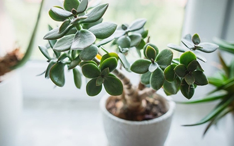 Loài cây trồng trên ban công giúp chủ nhân tiền đầy túi - tình đầy tim!