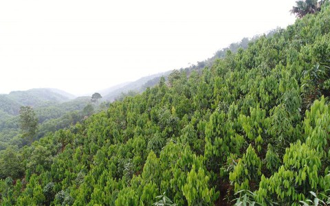 Loại cây ví như 'vàng xanh', Việt Nam đang thống lĩnh thị trường thế giới: Vừa giữ rừng, vừa thu triệu đô