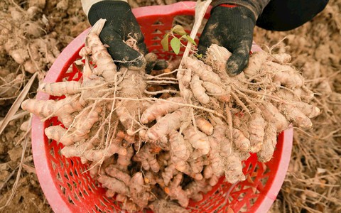 Loại củ lọt top chống viêm tốt nhất thế giới: Việt Nam trữ lượng dồi dào, diện tích trồng lớn bậc nhất