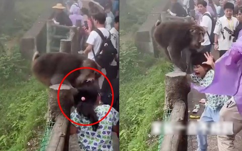 Bé gái bị khỉ túm tóc cắn vào đầu giữa vườn thú nhưng mọi người xung quanh chỉ đứng quay video khiến netizen bức xúc