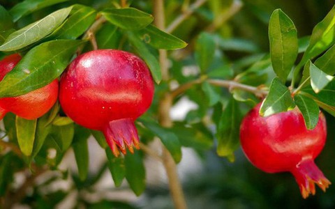 Trồng 5 cây "ngũ lộc" trước nhà, Thần Tài trông thấy muốn ghé vào thăm!