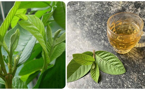 6 tác dụng thần kỳ của nước lá ổi với sức khoẻ
