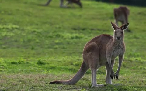 Người đàn ông nghi bị kangaroo tấn công dẫn tới tử vong