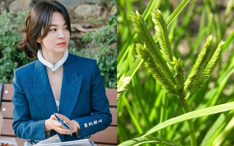 Việt Nam có 1 loại lá chống rụng tóc, kích thích mọc tóc con rất tốt: Tận dụng có thể trị được nhiều căn bệnh quen thuộc hiệu quả