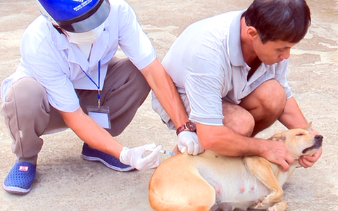 Bị chó nuôi trong nhà cắn trước Tết, người đàn ông vừa lên cơn “sợ gió, sợ nước” rồi tử vong