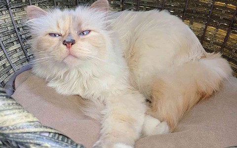Việc nhẹ lương cao: Chăm mèo cho nhà giàu kiếm 2 triệu đồng một giờ