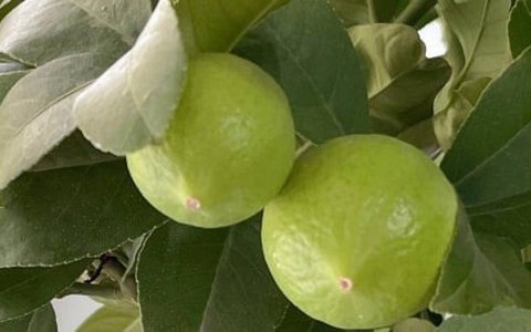 Bí quyết trồng chanh là phải lười; càng bỏ bê, quả càng sai chi chít
