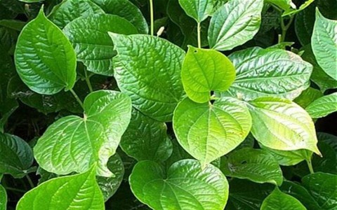 Điều gì xảy ra nếu bạn ăn lá lốt thường xuyên?