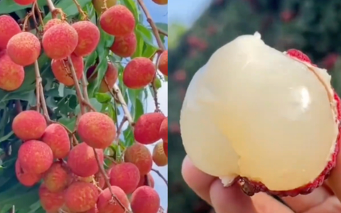 Một phụ nữ phải đi cấp cứu vì ăn hơn 100 quả vải: Có thể ăn tối đa bao nhiêu quả vải một ngày?