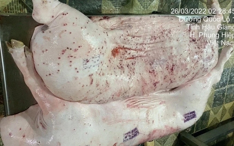 Thịt lợn bệnh làm thức ăn cho cá, chỉ cần "nấu lên là xong": Chuyên gia nói gì?