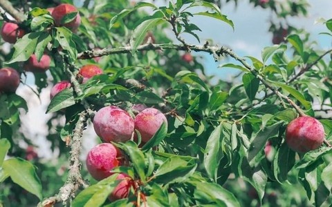 Quả mận trị bệnh gì?