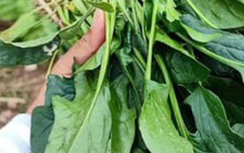Cách chế biến loại rau quý giúp sáng mắt, bổ gan, tăng cường miễn dịch