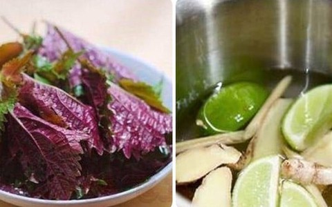 Uống nước lá tía tô với chanh, gừng, sả có tác dụng gì?