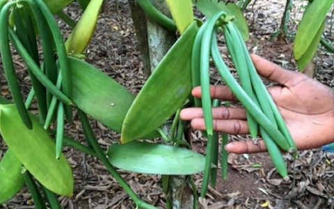 Loại quả đắt đỏ bậc nhất thế giới, từng có giá 15 triệu đồng/kg, ở Việt Nam có người trồng thành công