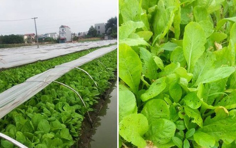 Tướng Rinh: Bà con tôi ở quê cũng trồng 2 luống rau, tôi góp ý mà không được