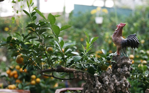 Quất bonsai bé tí giá hàng chục triệu được người Hà Nội tranh thủ đặt cọc để chơi Tết Đinh Dậu