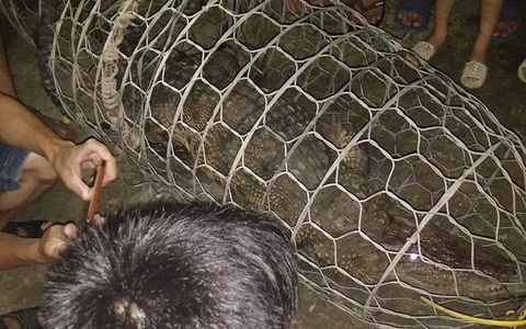 Hà Nội: Người dân bất ngờ bắt được cá sấu nặng hơn 30kg trên sông
