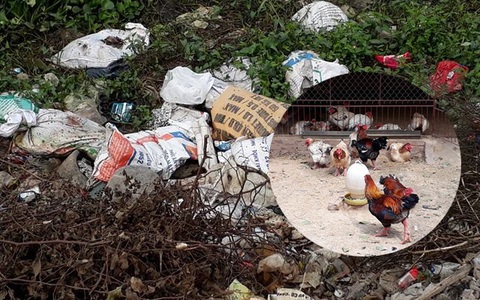 Xác định nguyên nhân gà Đông Tảo tiền triệu bỗng dưng chết hàng loạt tại Hưng Yên
