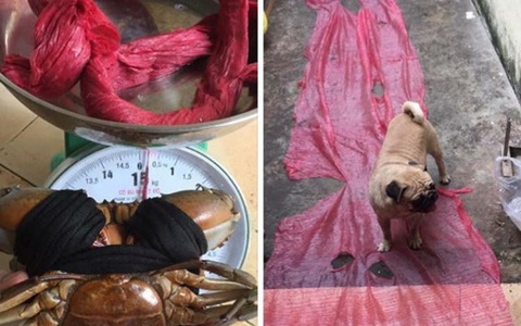 Đi chợ mua 1 cân cua, "tắt thở" với đống dây buộc 5 lạng trải ra to như... thảm đỏ