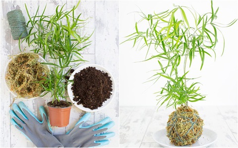 Học cách trồng cây tô điểm nhà theo cách Kokedama của người Nhật