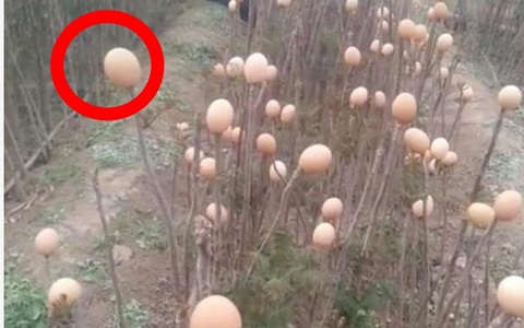 Ai cũng ngạc nhiên khi thấy cây "nở ra trứng gà" nhưng sự thật còn bất ngờ hơn nữa