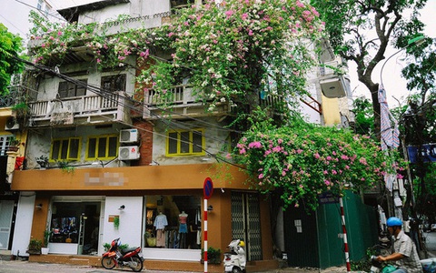 Có một Hà Nội "mong manh" trong nắng hè, bên những giàn hoa giấy xinh yêu