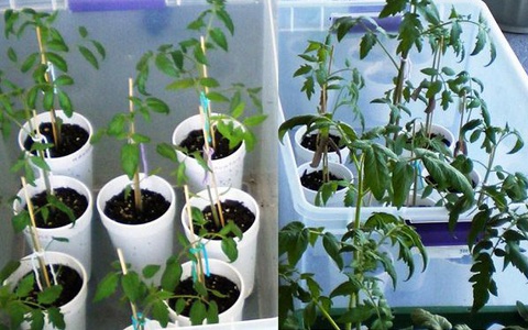 10 cách tự làm khay trồng hạt giống siêu tiện lợi và tiết kiệm dành cho những ai yêu làm vườn