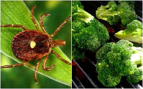 Chỉ cần một vết cắn của con bọ này bạn sẽ biến thành người ăn chay