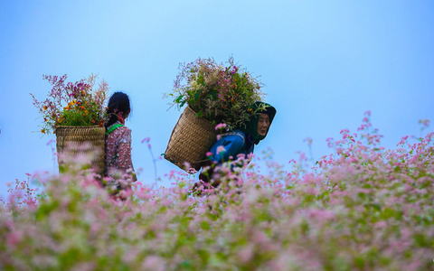 Ngắm Hà Giang đẹp mê hồn khi tam giác mạch nở rộ, nhuộm hồng miền đá