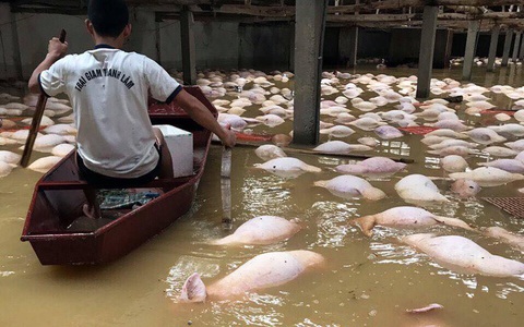 Xót xa hình ảnh hàng ngàn con lợn chăn nuôi chết trong nước lũ ở Thanh Hóa