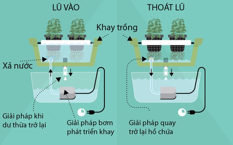 Trồng cây trong nước chưa bao giờ dễ đến thế với cách hướng dẫn dưới đây
